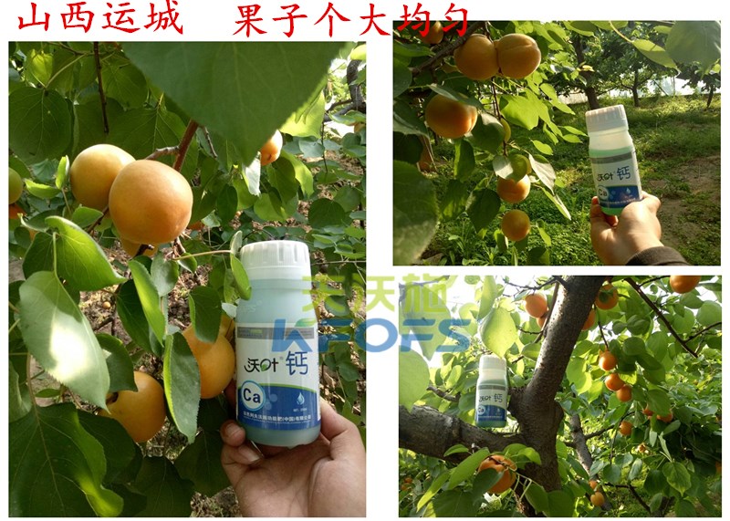螯合鈣的用途！