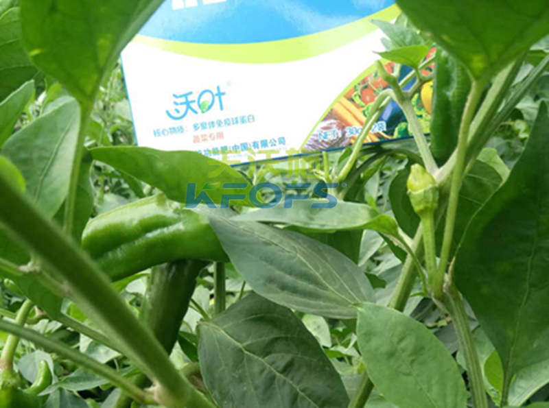 葉面肥噴施有哪些注意事項？1.png