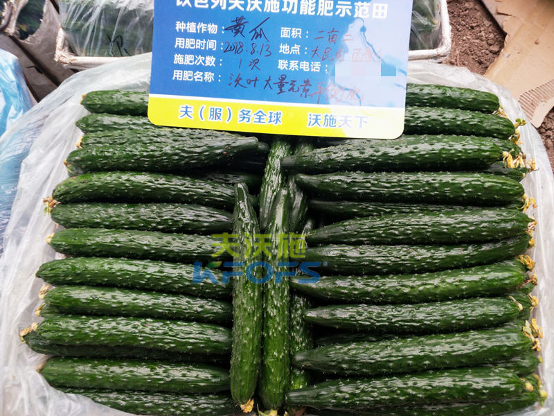 黃瓜用什么肥料產(chǎn)量高？1.png