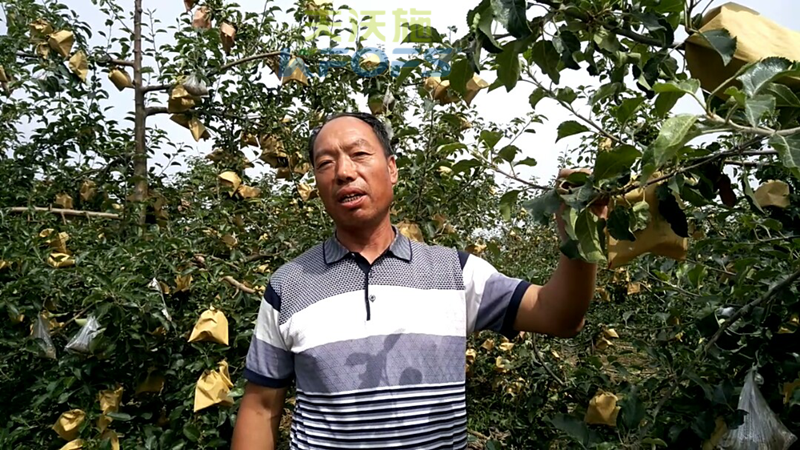 蘋(píng)果樹(shù)用什么肥料好1.png