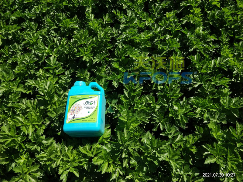水溶肥施肥的最佳時(shí)間-沃葉水溶肥芹菜.png
