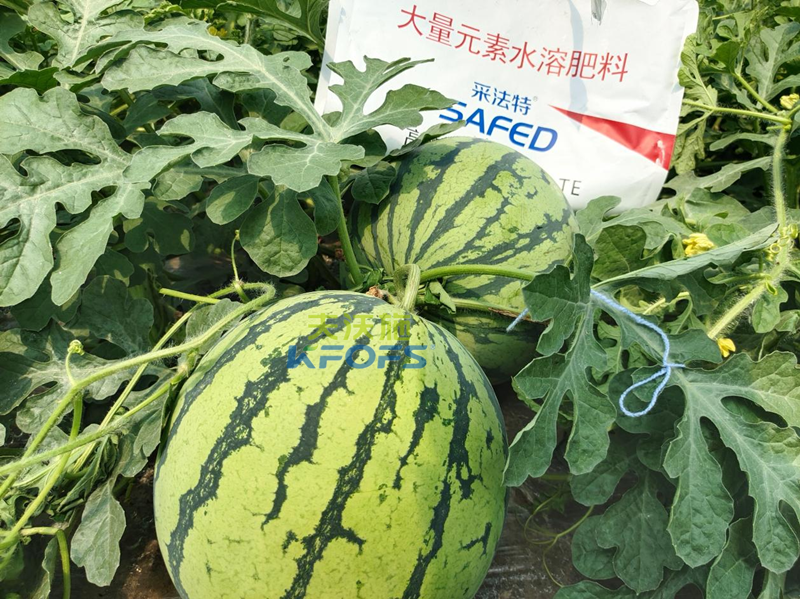 水溶肥怎么用？夫沃施告訴你！