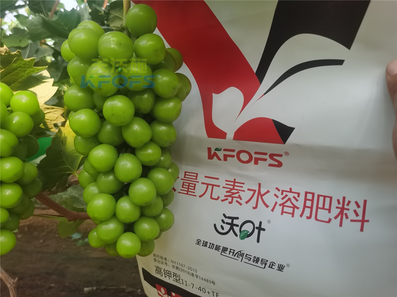 水溶肥和復(fù)合肥哪個效果更好？