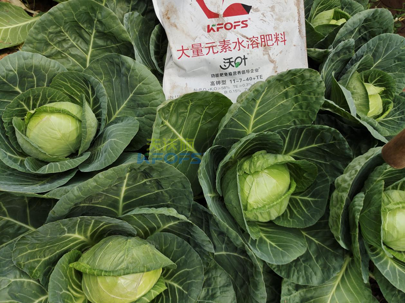 什么是水溶肥？夫沃施為您解答！