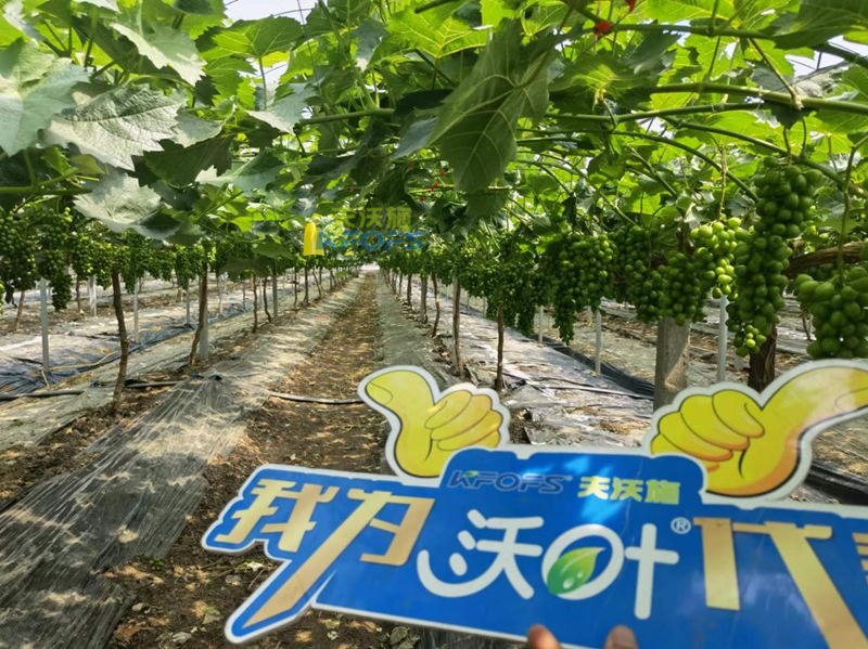 水溶肥在選擇之前，要注意哪幾點？