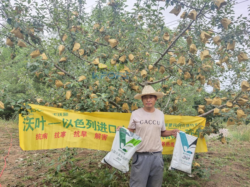 蘋果用什么水溶肥好，馮大哥推薦沃葉