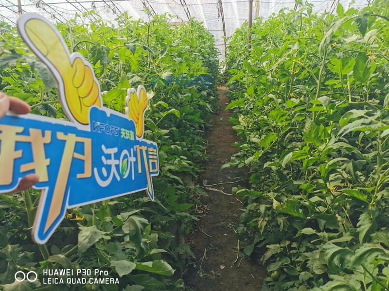 水溶肥-西紅柿用沃葉水溶肥效果.png