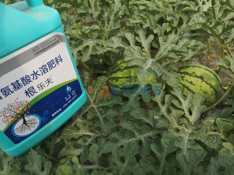 生根劑-西瓜用沃葉根樂夫生根劑.png