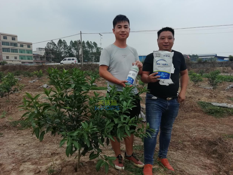 柑橘小樹苗用什么肥好？各節(jié)點用肥技術(shù)
