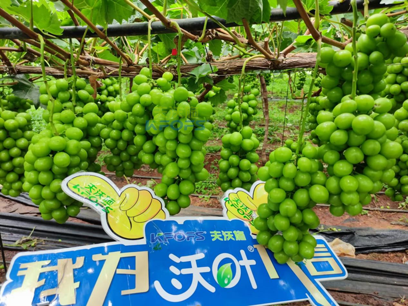 陽光玫瑰葡萄用什么肥料好？
