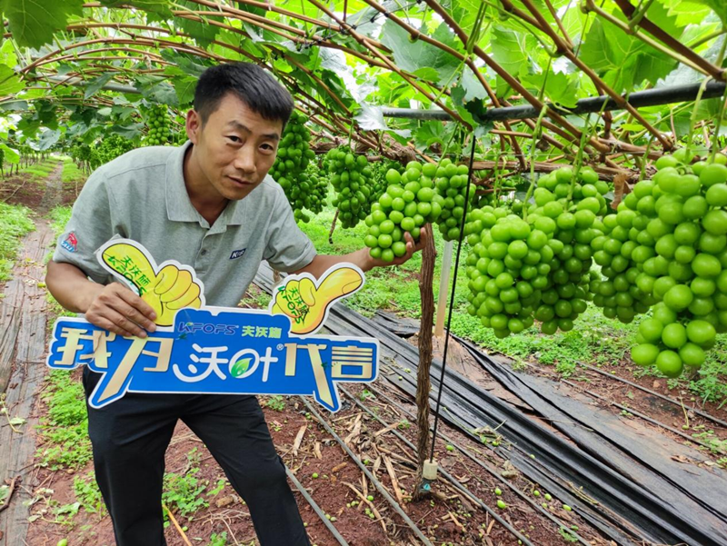 新栽葡萄施肥技術(shù)，附種植條件