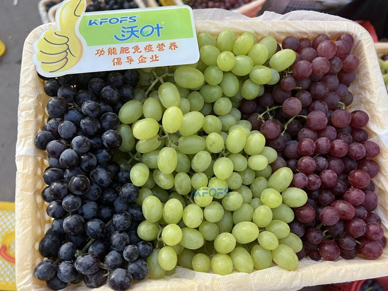 新栽葡萄施肥技術-沃葉水溶肥1.png