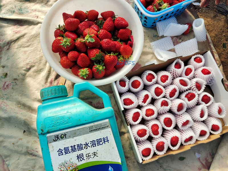 生根劑哪家好？劉老板就選沃葉