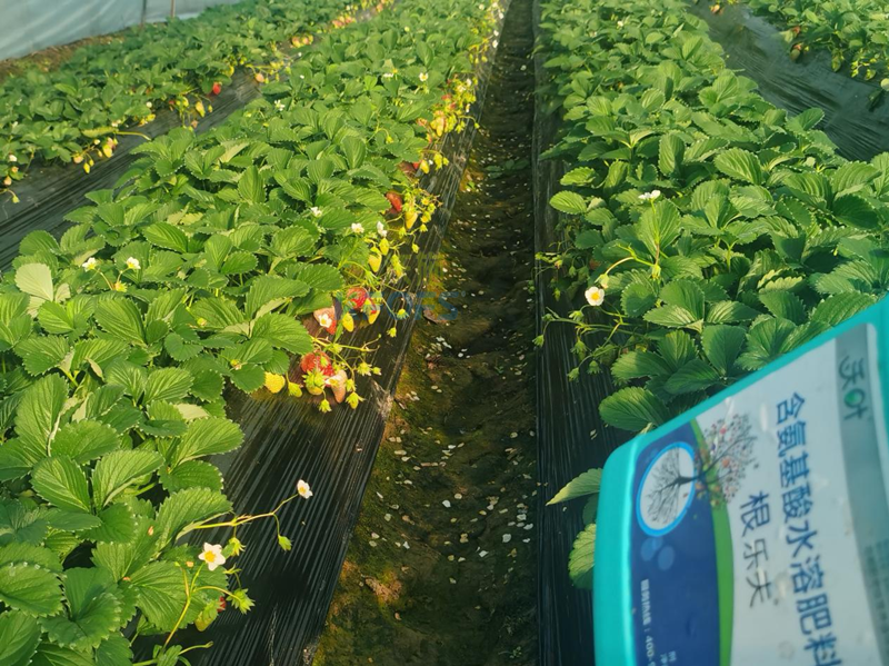 生根劑-草莓用沃葉根樂(lè)夫生根劑1.png