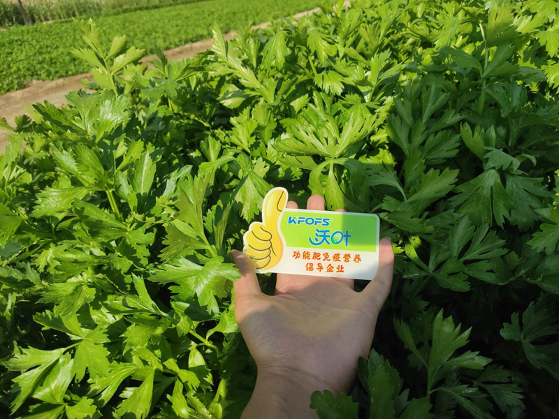 芹菜用什么水溶肥，張大叔更放心？