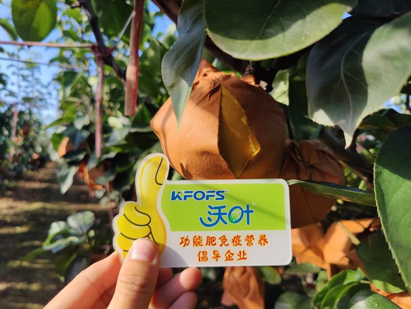 秋月梨施肥用哪款肥料好-沃葉水溶肥1.png