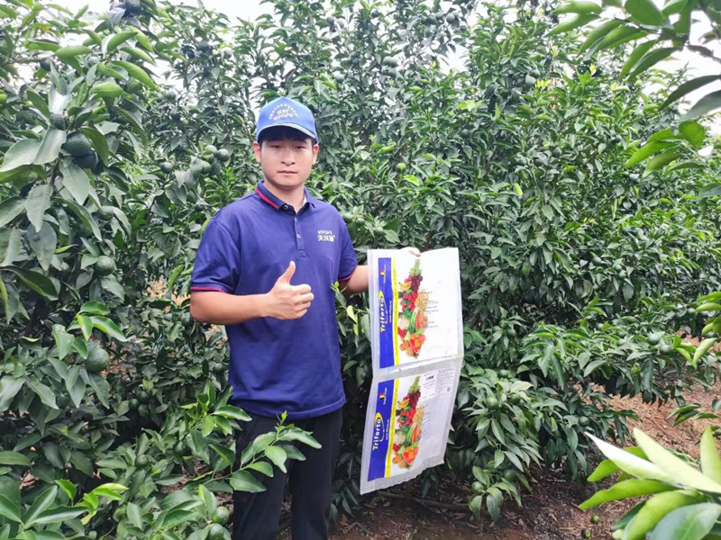 水溶肥用的好，沃柑產(chǎn)量才能高