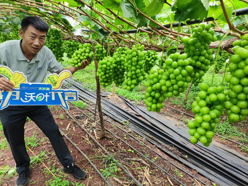 葡萄樹施什么肥？