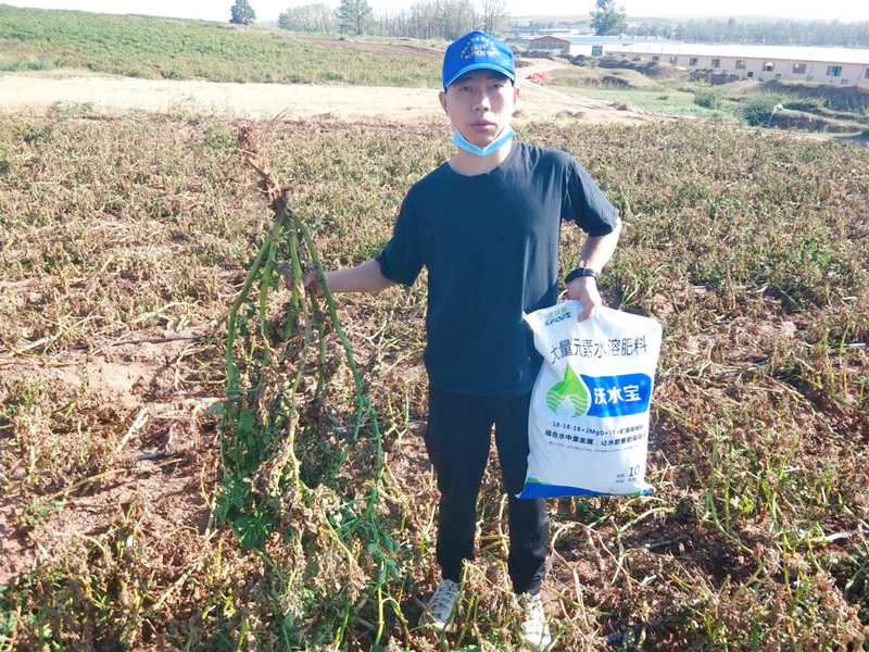 大量元素水溶肥用在土豆上效果怎么樣？