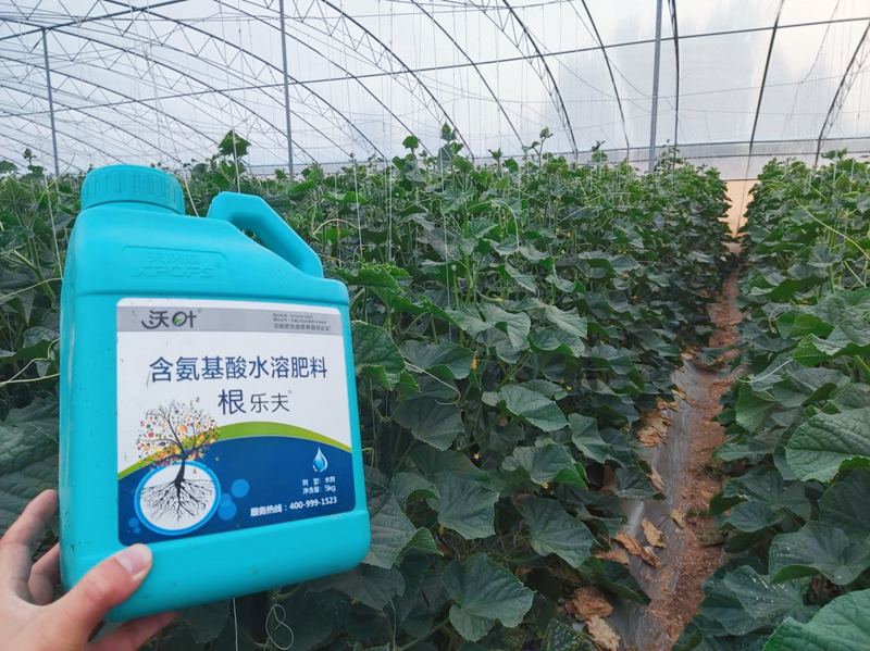 黃瓜施用水溶肥效果怎么樣？