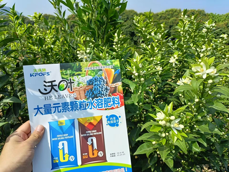 沃柑用什么效果好？夫沃施案例