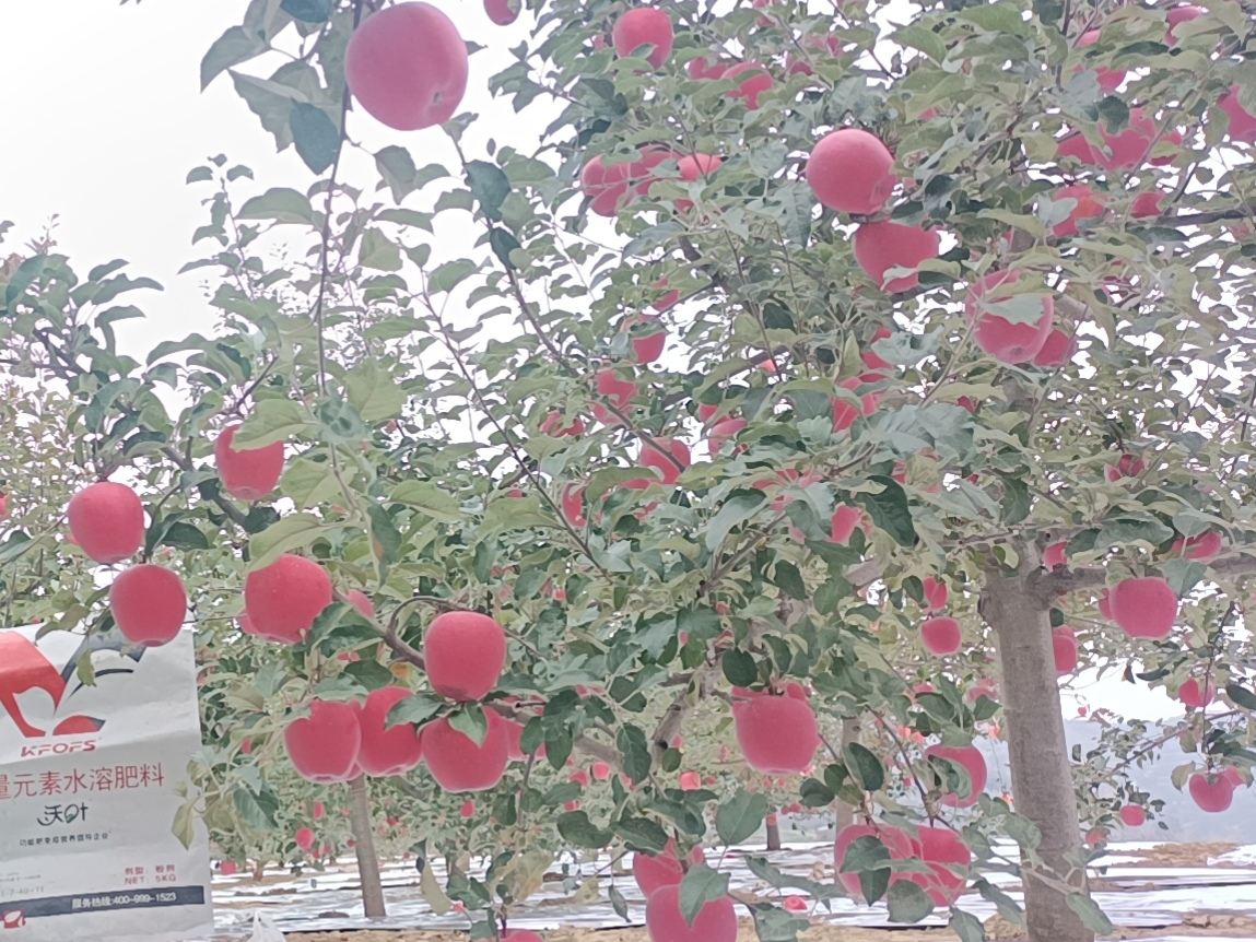 蘋果樹(shù)用什么肥料好？甘肅案例