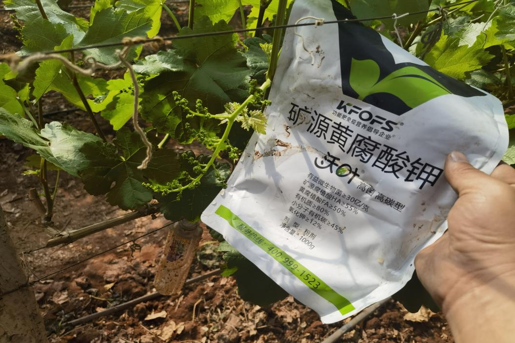調節(jié)土壤酸堿度用什么肥料最好-劉嬢嬢克倫生葡萄.png