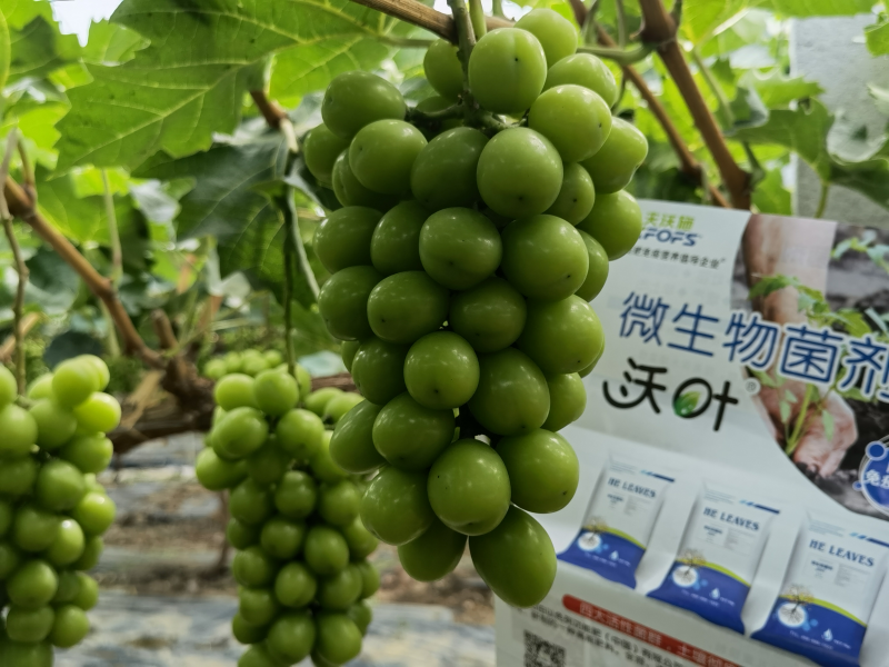 微生物菌劑哪個牌子好？李大姐認(rèn)可沃葉！