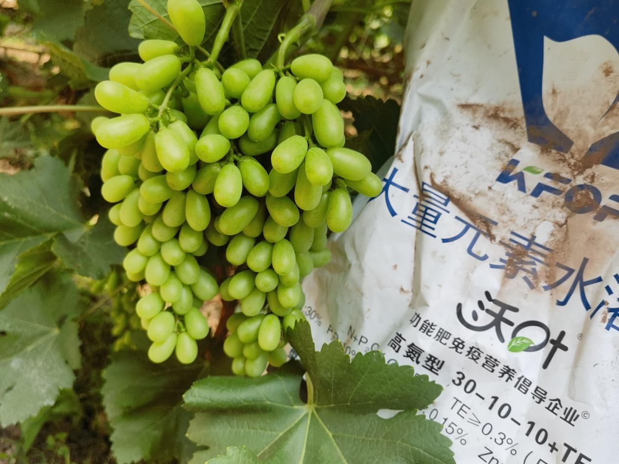 葡萄轉(zhuǎn)色期用什么肥料好？附克倫生轉(zhuǎn)色方案