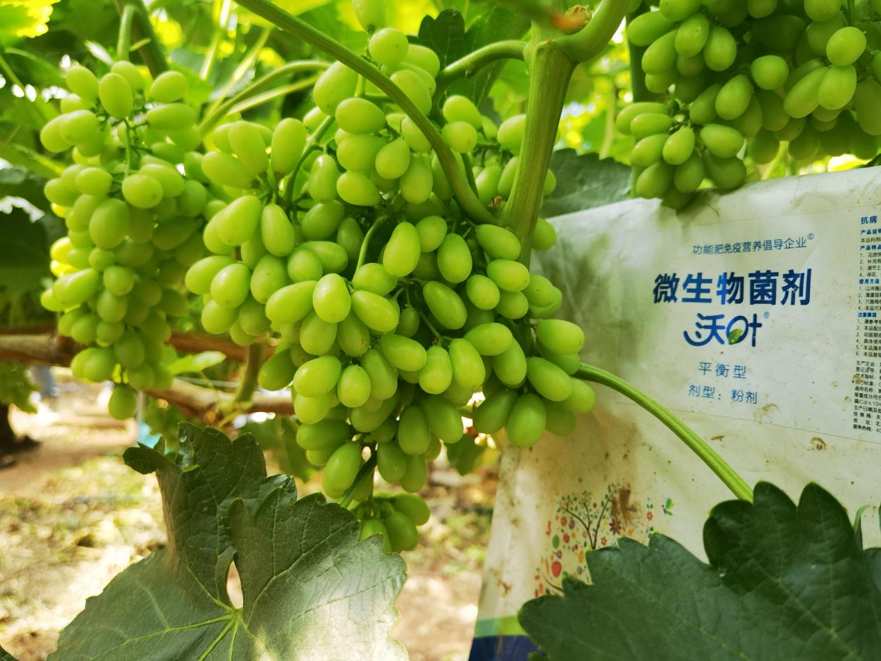葡萄轉色期用什么肥料好-葡萄用沃葉效果1.png