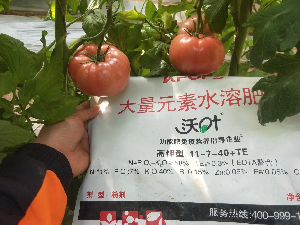 西紅柿用什么肥料比較好？