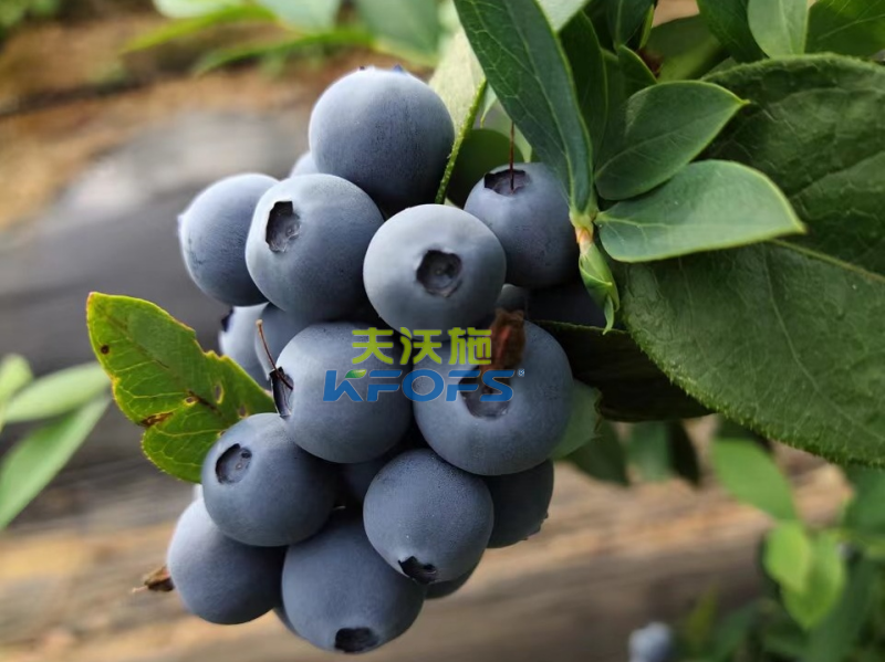 生根劑哪個好？張大哥強推沃葉根樂夫