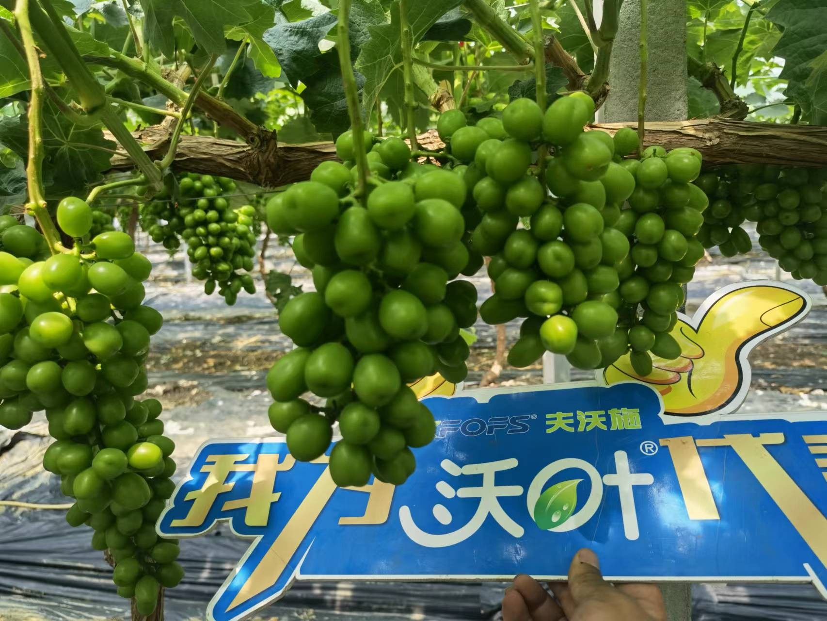 回訪時(shí)間：2022年6月26日，回訪地址：江蘇鹽城大豐使用產(chǎn)品：沃葉整套系列產(chǎn)品，回訪作物： 陽(yáng)光玫瑰使用效果：全程使用沃葉陽(yáng)光玫瑰，樹(shù)勢(shì)健壯，葉片寬大濃綠、肥厚。果穗漂亮，預(yù)計(jì)畝產(chǎn)6000斤。 (9).jpg