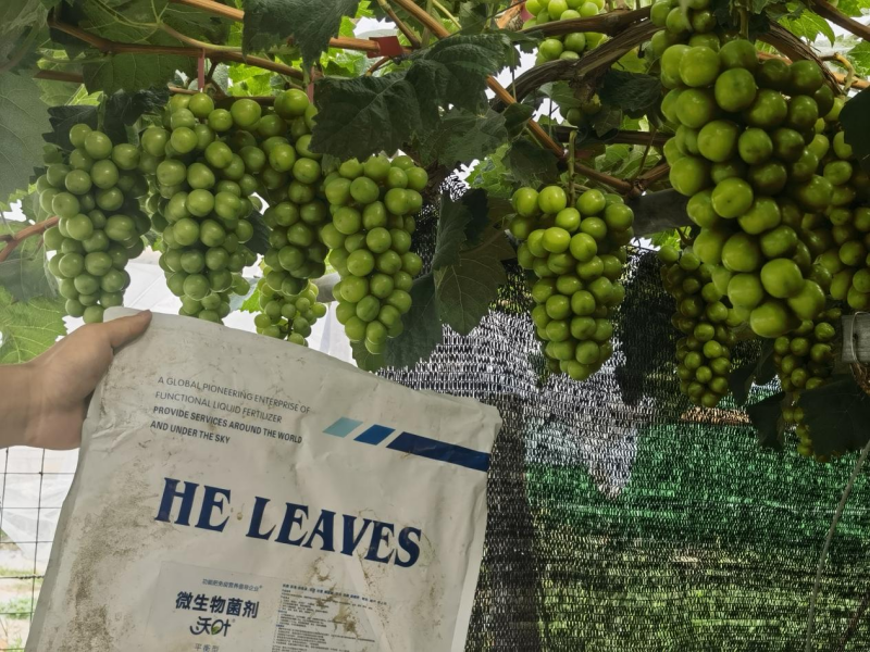 微生物菌劑的作用與功效-沃葉陽(yáng)光玫瑰效果.png