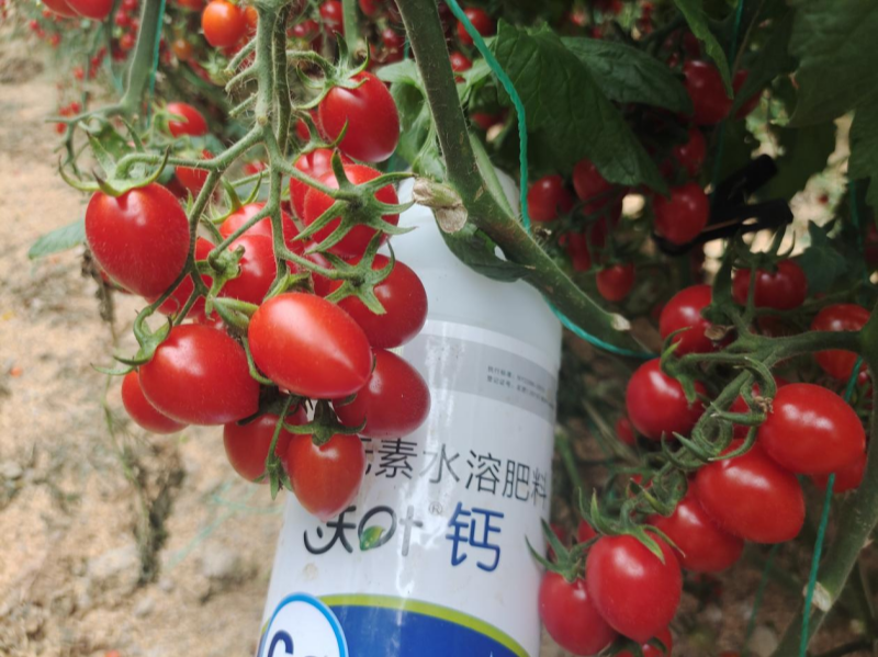 鈣肥有哪些？