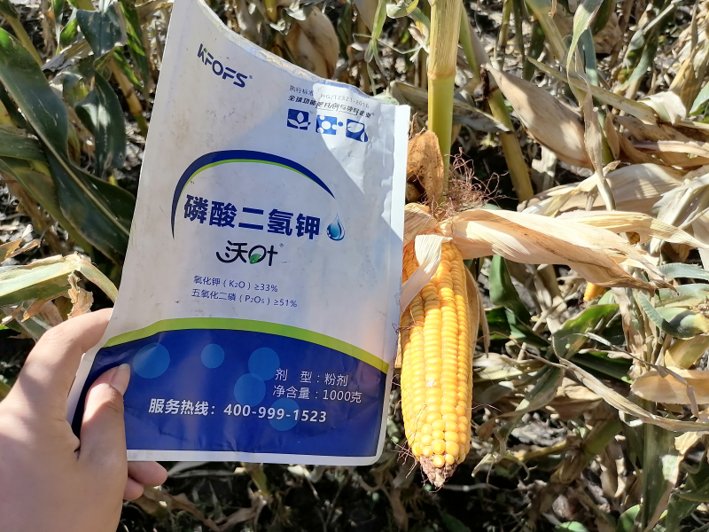 磷酸二氫鉀在玉米上效果怎么樣？