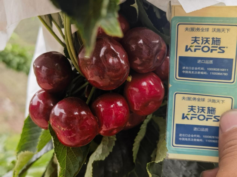櫻桃樹(shù)春季施肥方法與時(shí)間-櫻桃用夫沃施功能肥效果.png