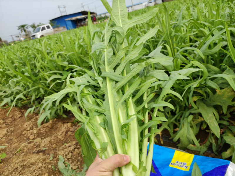 水溶肥全程管理葉菜品質(zhì)好、產(chǎn)量高