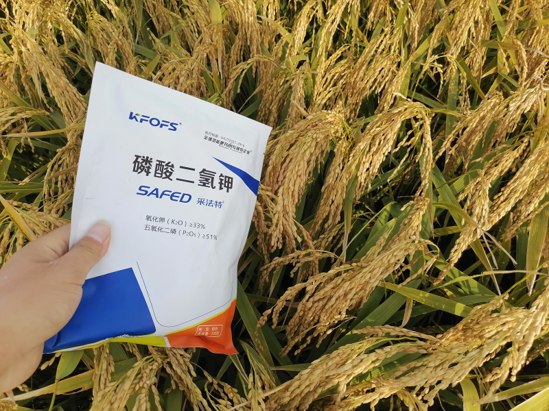 磷酸二氫鉀-水稻用采法特磷酸二氫鉀籽粒飽滿(mǎn).bmp