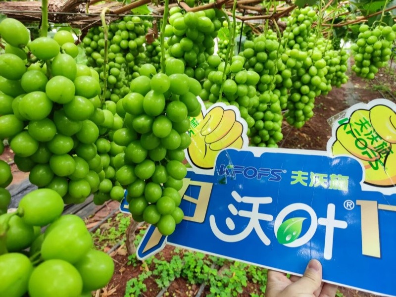 水溶肥選對了，葡萄種植不用愁