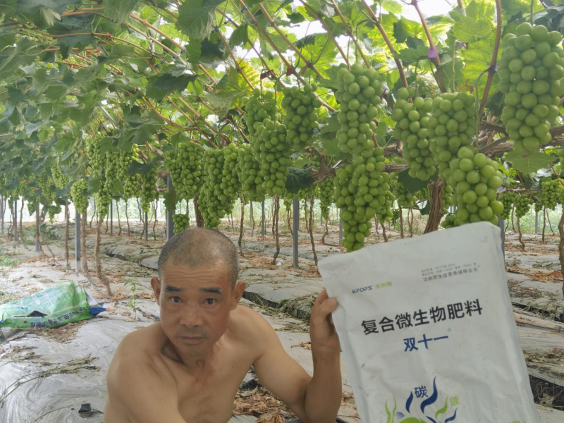 陽(yáng)光玫瑰葡萄施肥方案-雙十一用戶見證.png