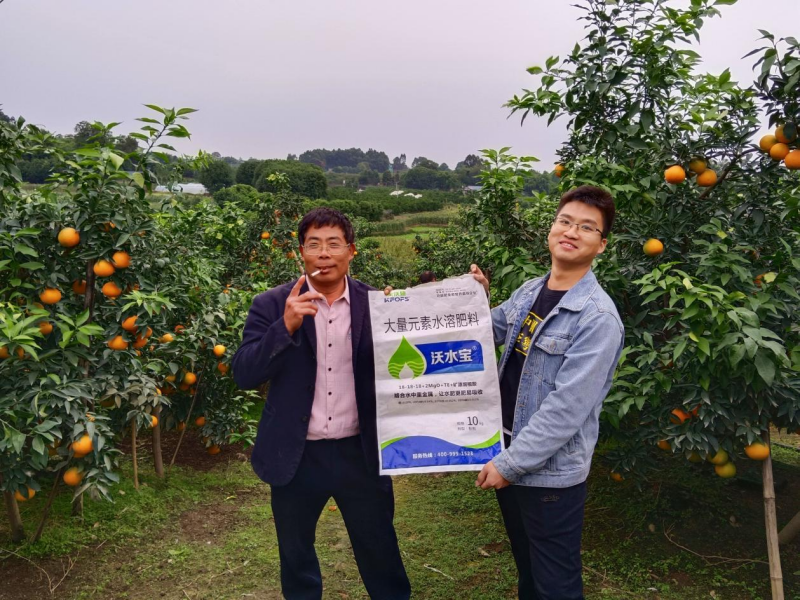 柑橘秋施基肥的作用，總結(jié)歸納三點