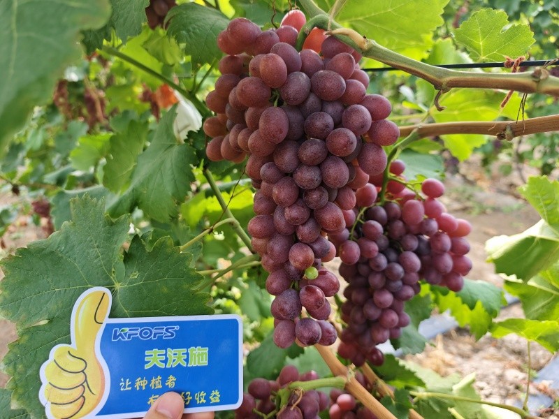 微生物菌劑的作用，你知道嗎？