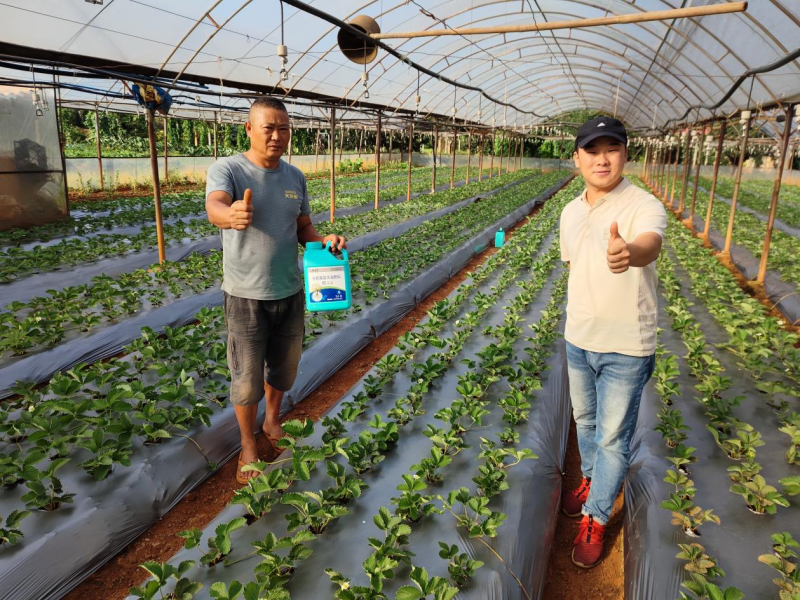 草莓施肥用什么肥料好？