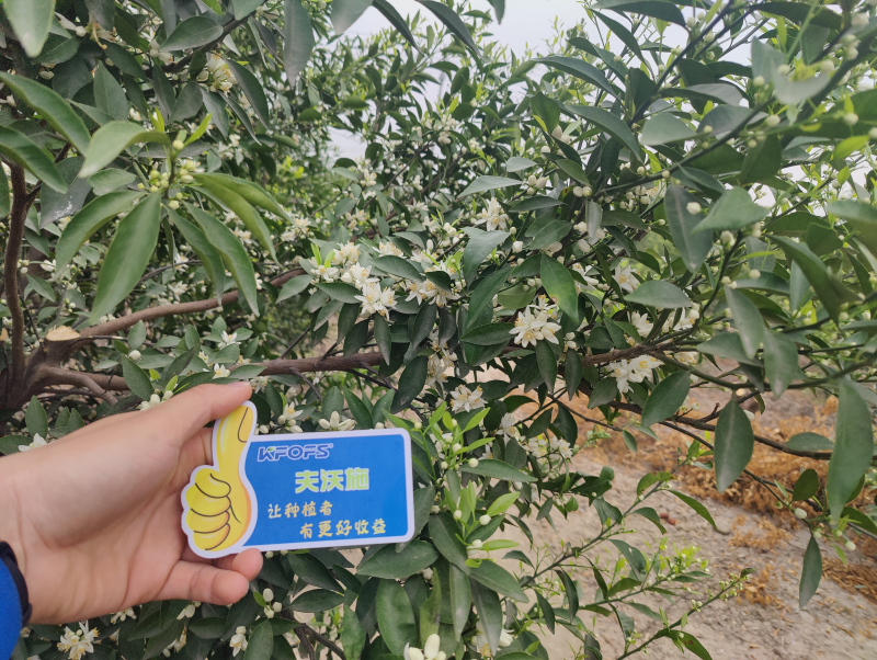 ?；ū９~面肥-新會(huì)柑效果.png