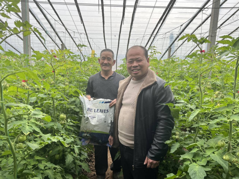 西紅柿怎么施肥-沃葉用戶見證.png