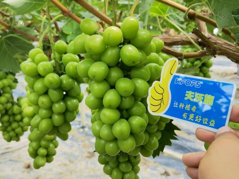 葡萄膨大期施肥訣竅-夫沃施功能水溶肥1.png